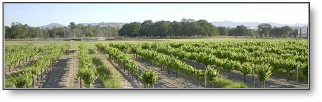 Vineyard looking north