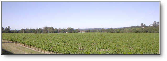 Vineyard looking south