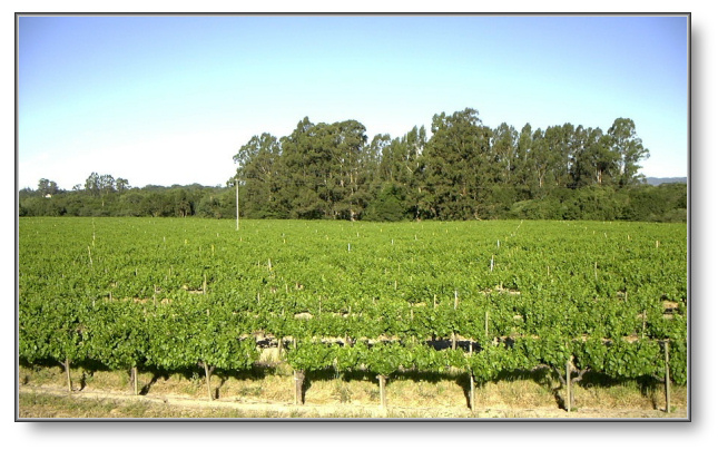 Vineyard looking west
